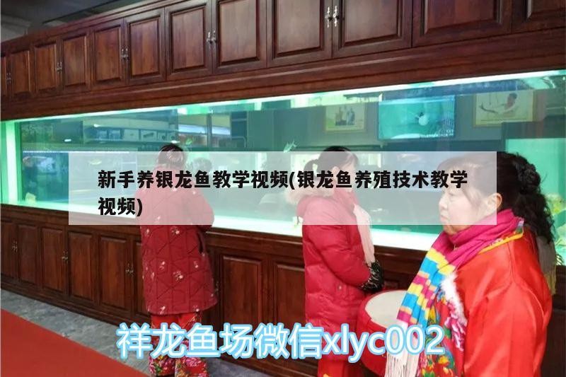 新手養銀龍魚教學視頻(銀龍魚養殖技術教學視頻)