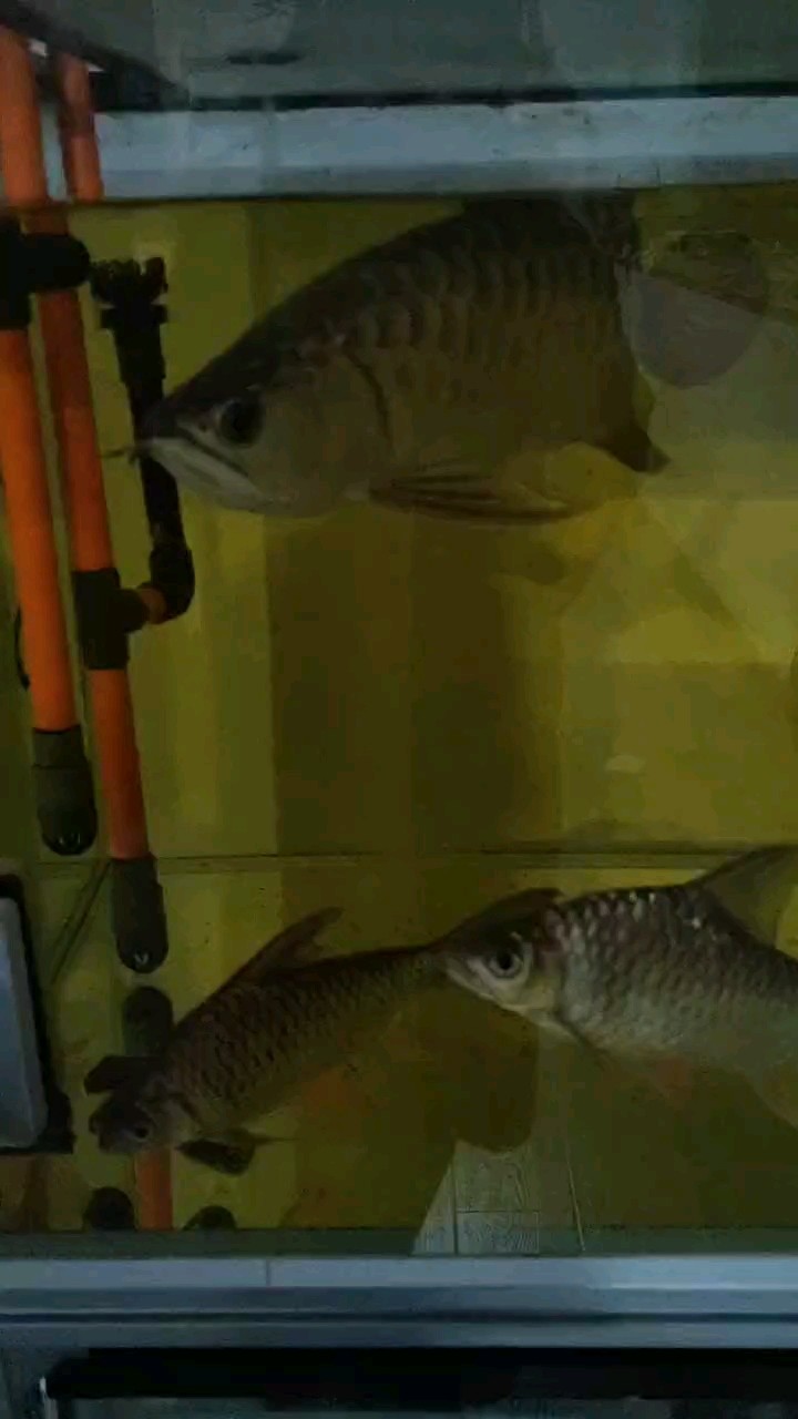 簽到 溫度太高不開燈