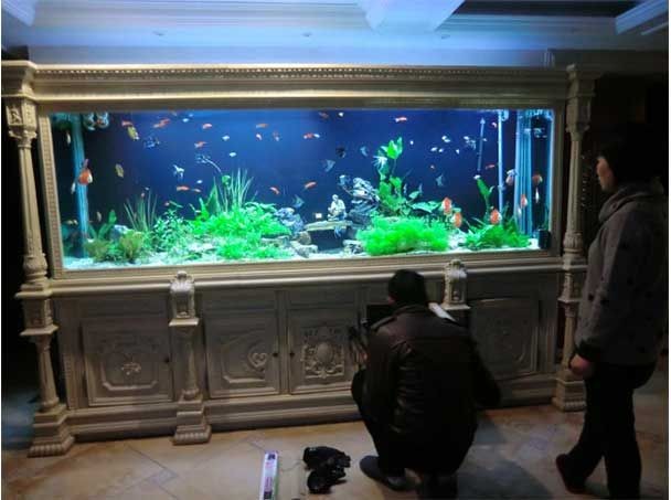 巴南哪里有魚缸賣的地方：巴南區寵尚寵物銷售中心成立于2023年巴南區炫度魚缸店