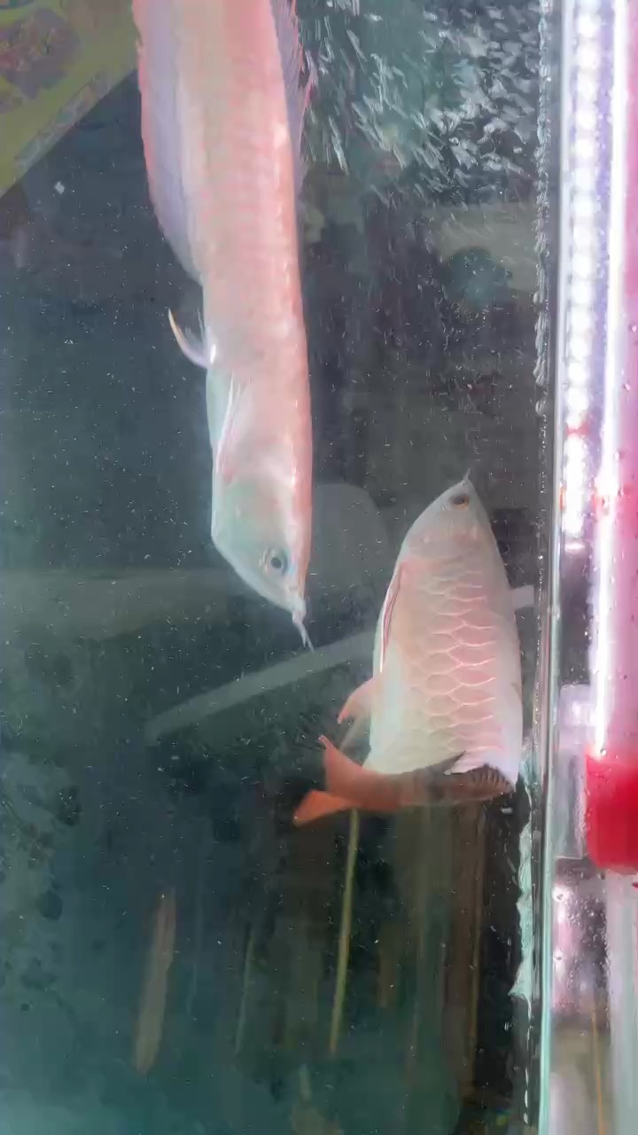 大家幫我看看這個撞斷的須多久能長出來？