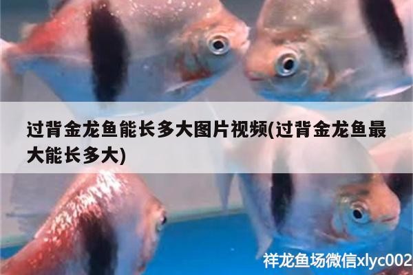 過背金龍魚能長(zhǎng)多大圖片視頻(過背金龍魚最大能長(zhǎng)多大)