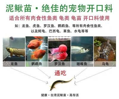 莆田龍魚vs祥龍魚場（探討莆田龍魚與祥龍魚場的差異之前需要明確兩個概念）