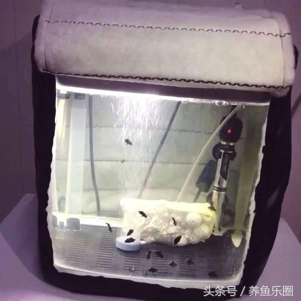 魟魚繁殖注意事項：養殖魟魚時需注意繁殖期的水質管理，避免過度喂食并定期監測水溫