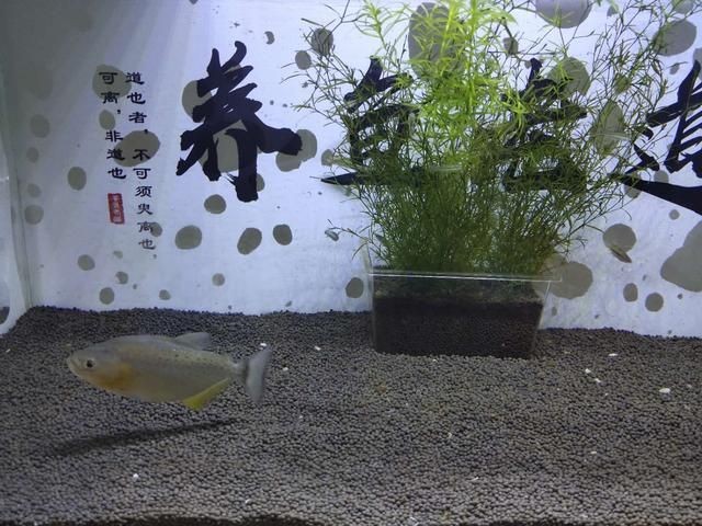 養虎魚可以放沉木嗎：養虎魚是否放沉木取決于個人喜好和養魚的實際經驗豐富