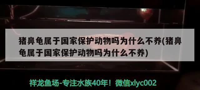 豬鼻龜屬于國家保護(hù)動(dòng)物嗎為什么不養(yǎng)(豬鼻龜屬于國家保護(hù)動(dòng)物嗎為什么不養(yǎng))