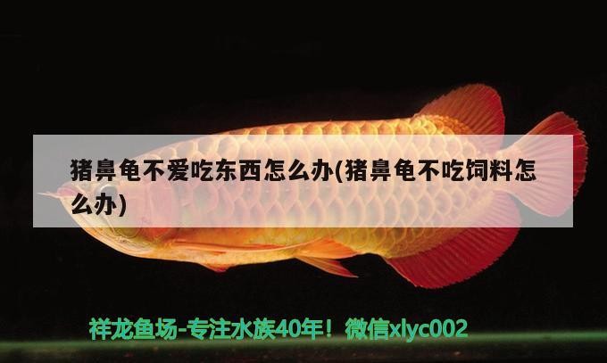 豬鼻龜不愛吃東西怎么辦(豬鼻龜不吃飼料怎么辦)