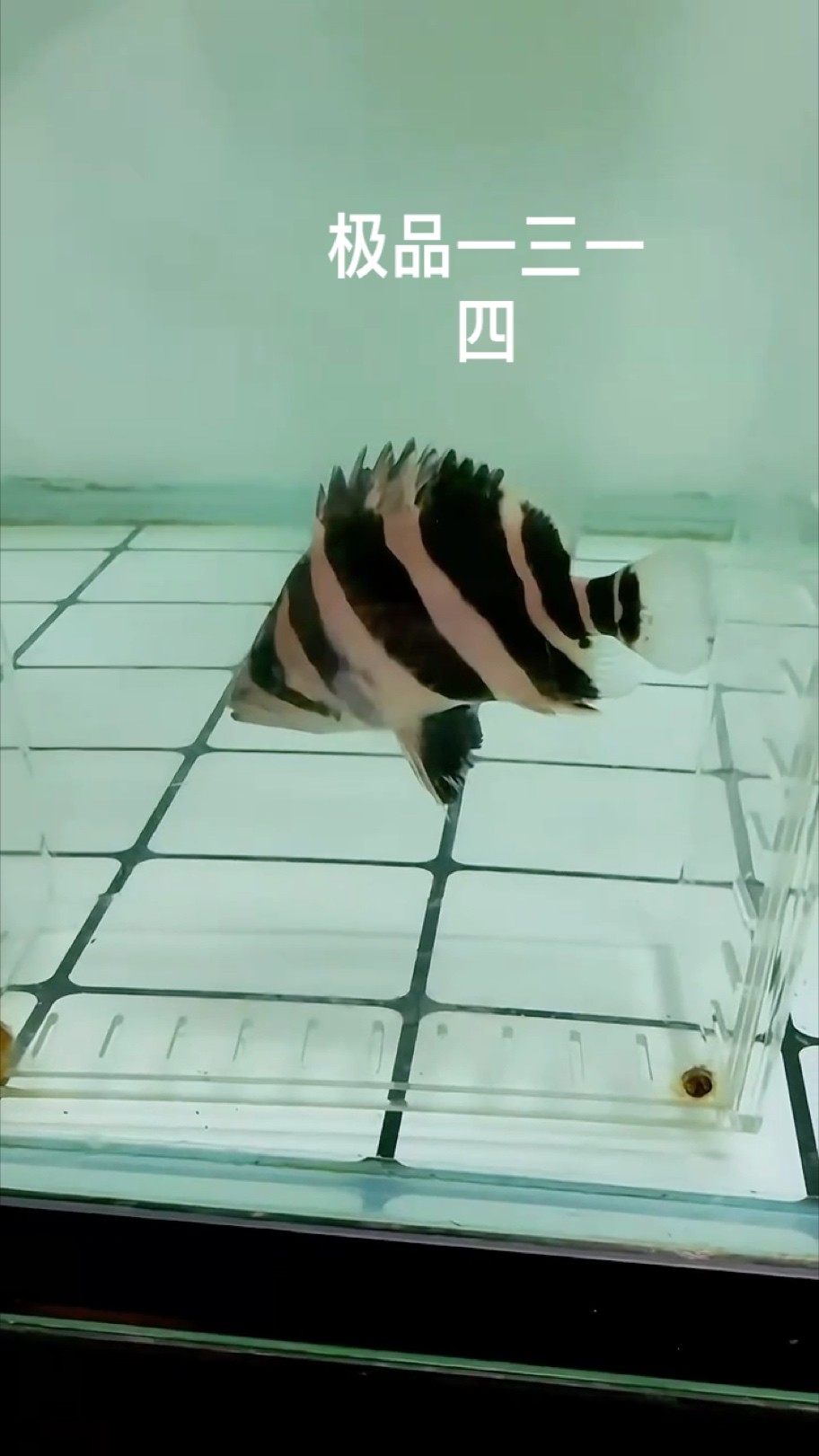 頂級一三一四