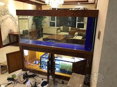 印尼虎長到40公分多久：印尼虎的成長速度相對較慢，但具體時間受到多種影響
