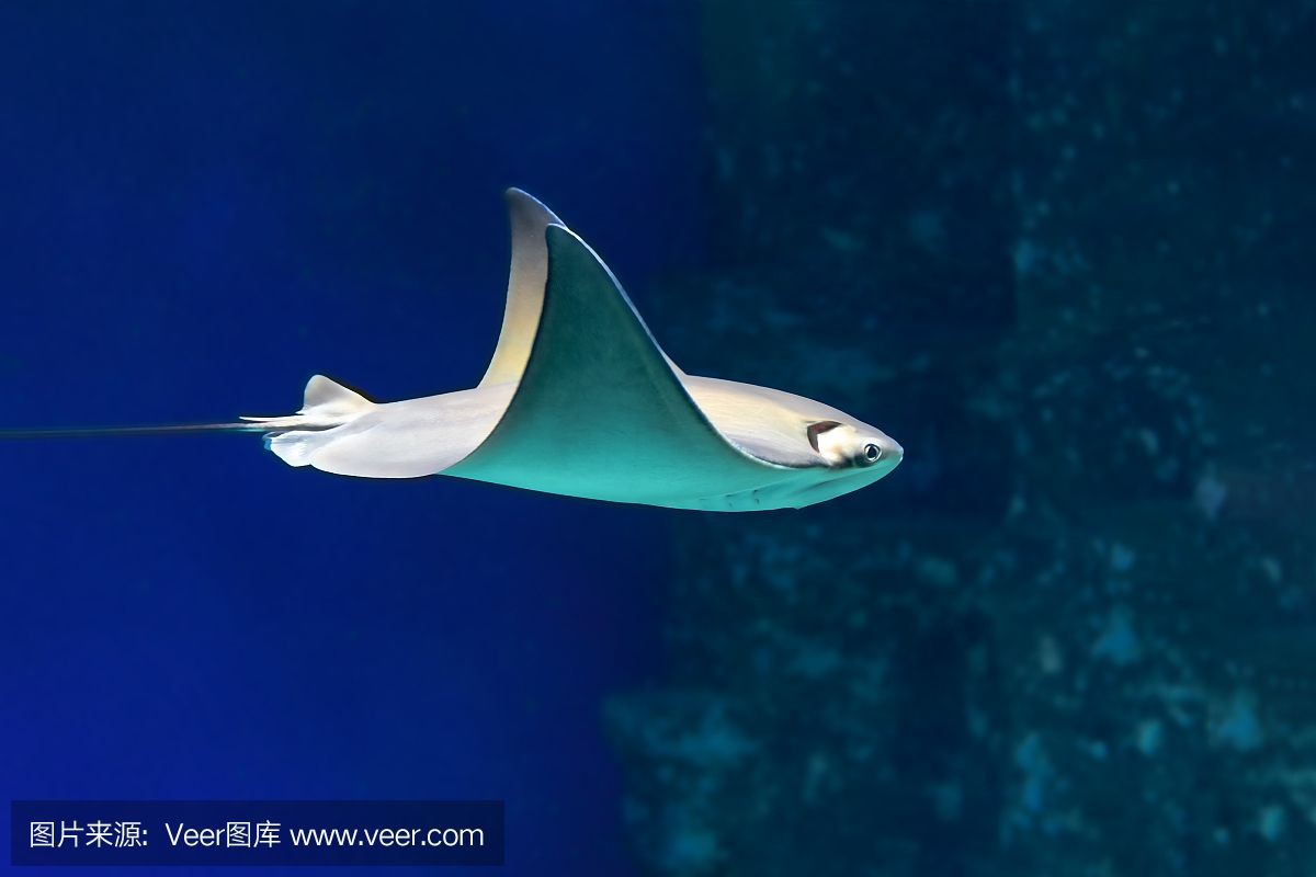 魟魚光照需求指南：如何控制魚缸綠藻繁殖,夜行性魟魚的飼養技巧