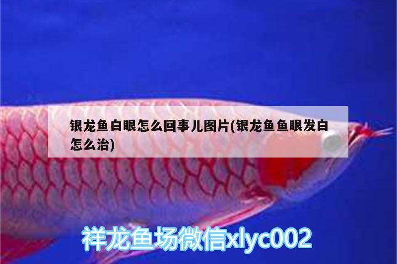 紅龍魚 銀龍魚白眼怎么回事兒圖片(銀龍魚魚眼發白怎么治) 銀龍魚百科 銀龍魚白眼怎么回事兒圖片(銀龍魚魚眼發白怎么治) 銀龍魚白眼怎么回事兒圖片(銀龍魚魚眼發白怎么治) 銀龍魚百科