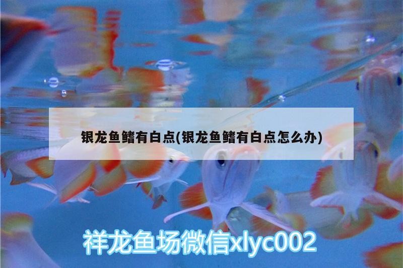 銀龍魚鰭有白點(diǎn)(銀龍魚鰭有白點(diǎn)怎么辦)