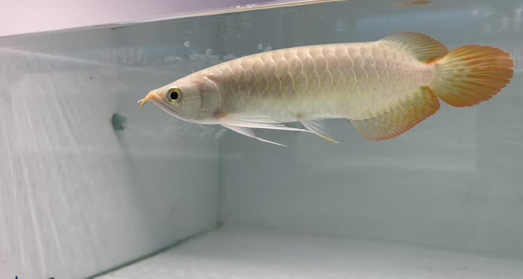 24號左缸-印尼大湖純血小紅龍，越大越漂亮品種。
