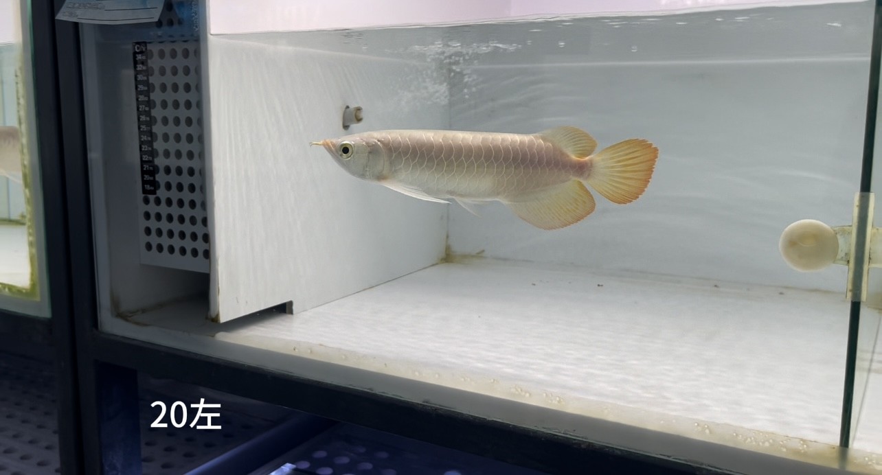 我的虎魚真菌感染了要怎么處理 20號(hào)左缸-印尼大湖純血小紅龍,越大越漂亮品種。 龍魚論壇 20號(hào)左缸-印尼大湖純血小紅龍,越大越漂亮品種。 20號(hào)左缸-印尼大湖純血小紅龍,越大越漂亮品種。 龍魚論壇