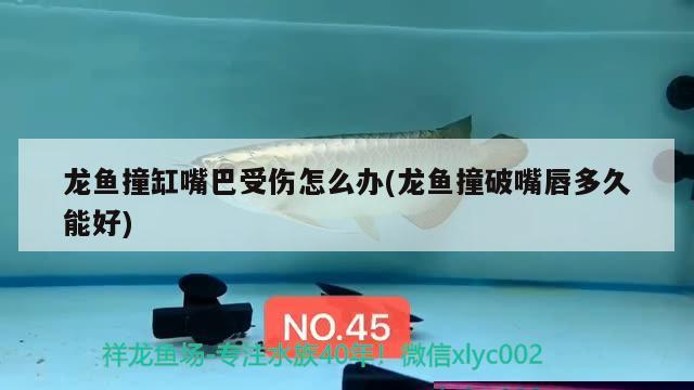過背金龍魚怎么養才增色(過背金龍魚怎么養才增色呢)