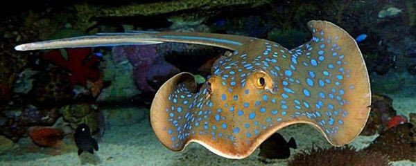 白子魟魚在國內可以繁殖嗎：白子魟魚在國內可以繁殖嗎，