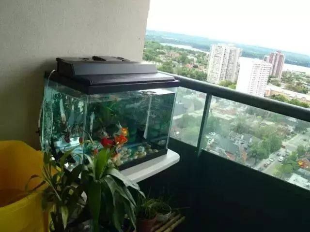 1.6米魚缸有多重啊：1.6米的魚缸有多重？