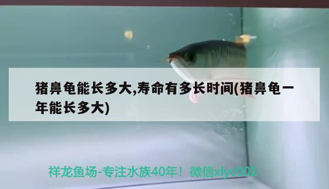 豬鼻龜能長多大,壽命有多長時間(豬鼻龜一年能長多大)