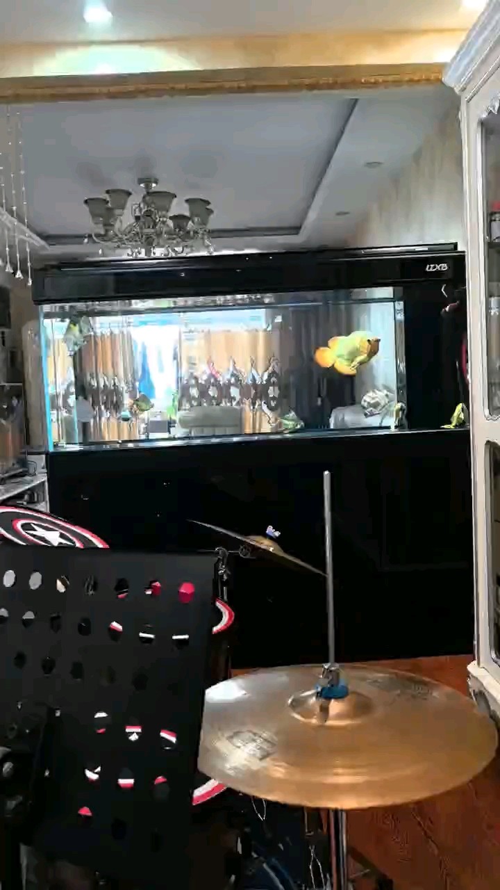 順利倒缸，遠了好幾種方案，最終還是舊缸抽水三分之二，下麻藥，麻暈，套袋過來，因為沒麻藥上午拿袋子撈了一個半小時不進袋子！所以必須麻藥，60公分的龍不能馬虎！！！