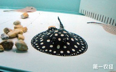 魟魚適合養幾條：魟魚的飼養數量主要取決于魚缸大小和飼養者的經驗和條件
