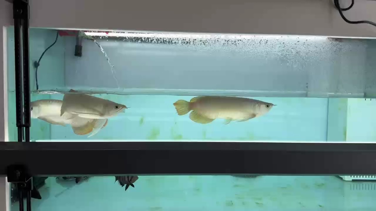 龍魚混養第三天