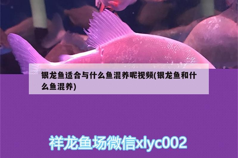 銀龍魚適合與什么魚混養(yǎng)呢視頻(銀龍魚和什么魚混養(yǎng))