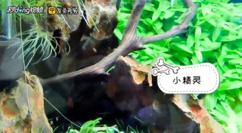 魚缸里霧蒙蒙的發白怎么回事