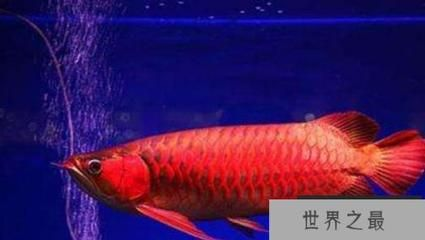 哪種紅龍魚最好：哪種紅龍魚最好取決于個人喜好、養殖經驗和經濟能力