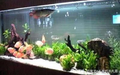 1.2米魚缸標準尺寸是多少：1.2米魚缸標準尺寸并沒有一個確切的答案，你可以參考