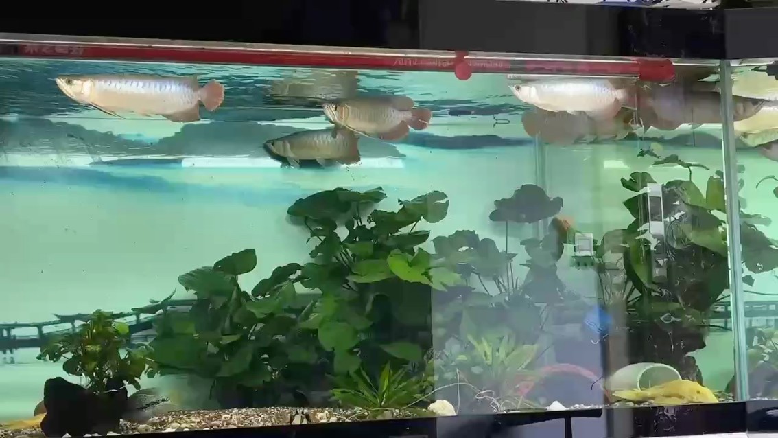 剛好養(yǎng)了半年，20cm長到35cm，不快不慢。慢慢來