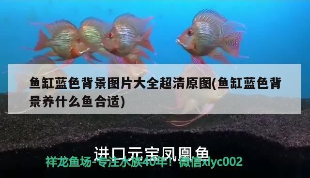 魚缸藍色背景圖片大全超清原圖(魚缸藍色背景養什么魚合適)