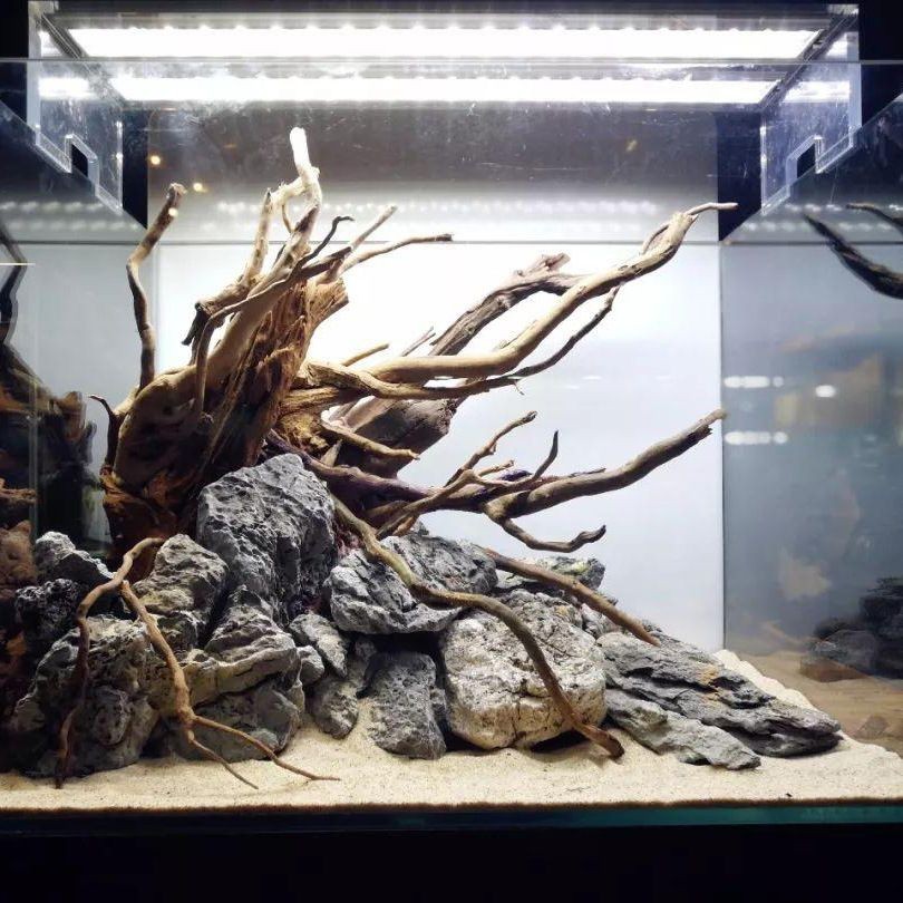 沉木魚缸造景沉木上怎么放草：如何在沉木上種植水草