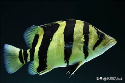新版泰虎多少錢：新版泰虎價格可能會因多種因素而有所不同而有所不同