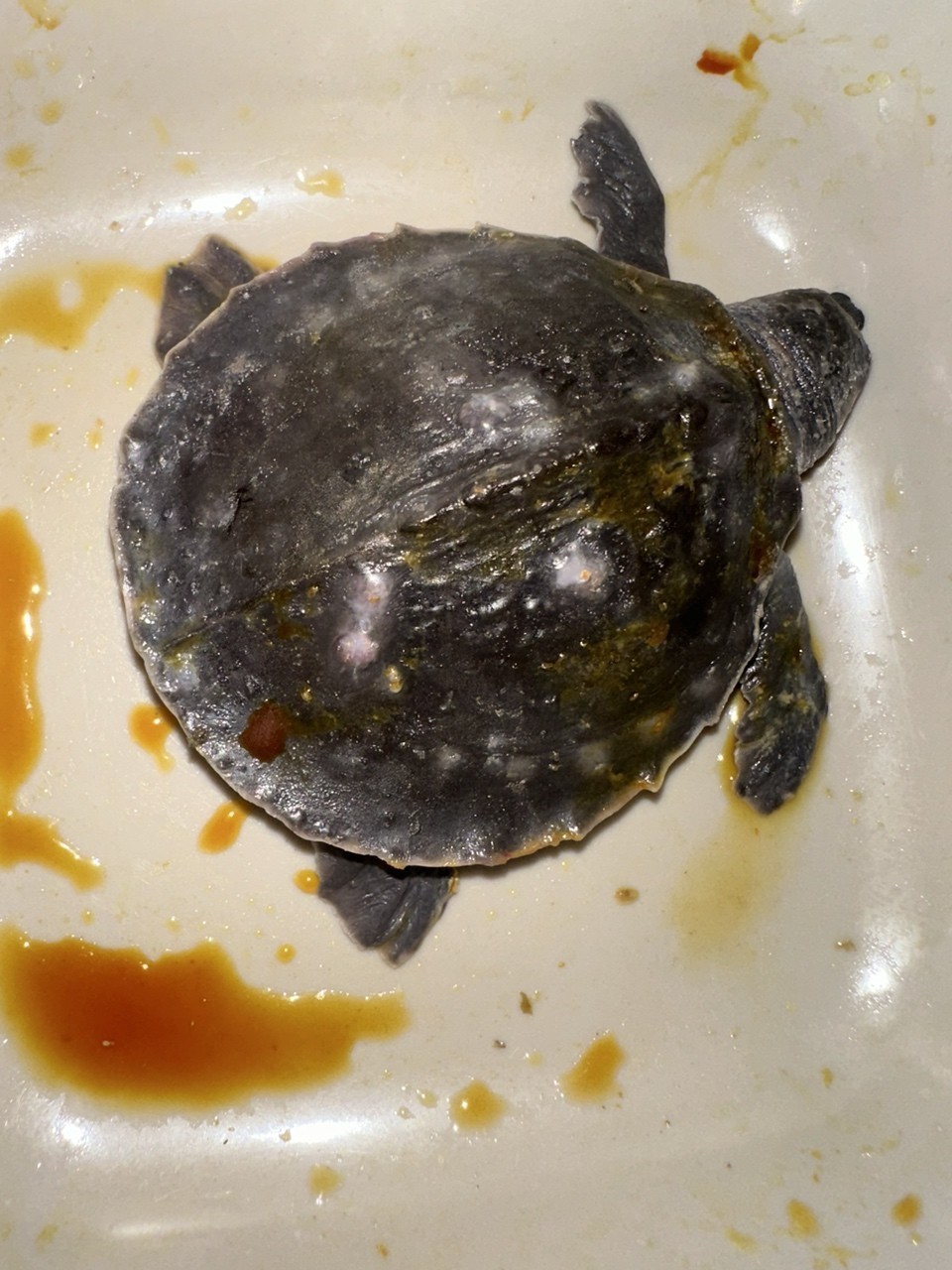 豬鼻龜疾病求助