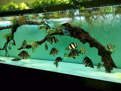 養虎魚放沉木有好處嗎：養虎魚放沉木有什么好處？ 養虎魚放沉木有好處嗎：養虎魚放沉木有什么好處？ 虎魚百科 第2張