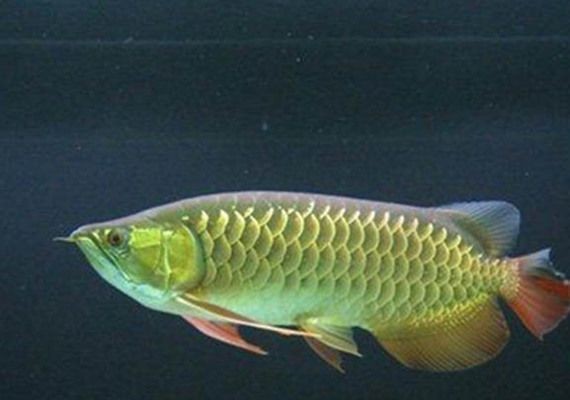 龍魚龍魚拉長條便便怎么辦vs祥龍魚場：龍魚拉長條便便的原因