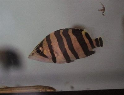 印尼虎魚飼養密度是多少：印尼虎魚的飼養密度是多少