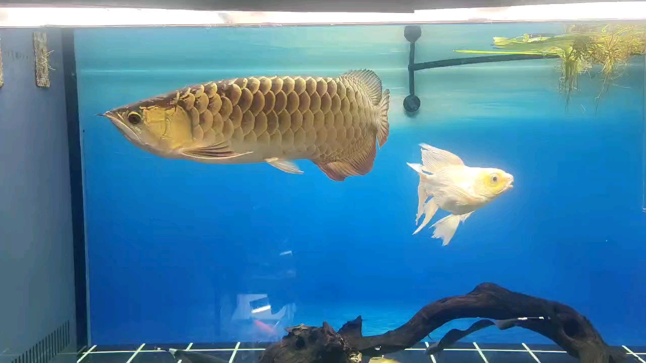 這幾天比較容易受驚嚇