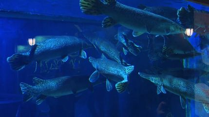 唐山水族館vs祥龍魚場（唐山水族館和祥龍魚場哪個好） 唐山水族館vs祥龍魚場（唐山水族館和祥龍魚場哪個好） 全國水族館企業(yè)名錄 第6張