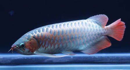紅龍魚顏色突然變白色：紅龍魚的顏色突然變白的探究 紅龍魚顏色突然變白色：紅龍魚的顏色突然變白的探究 紅龍魚百科 第5張