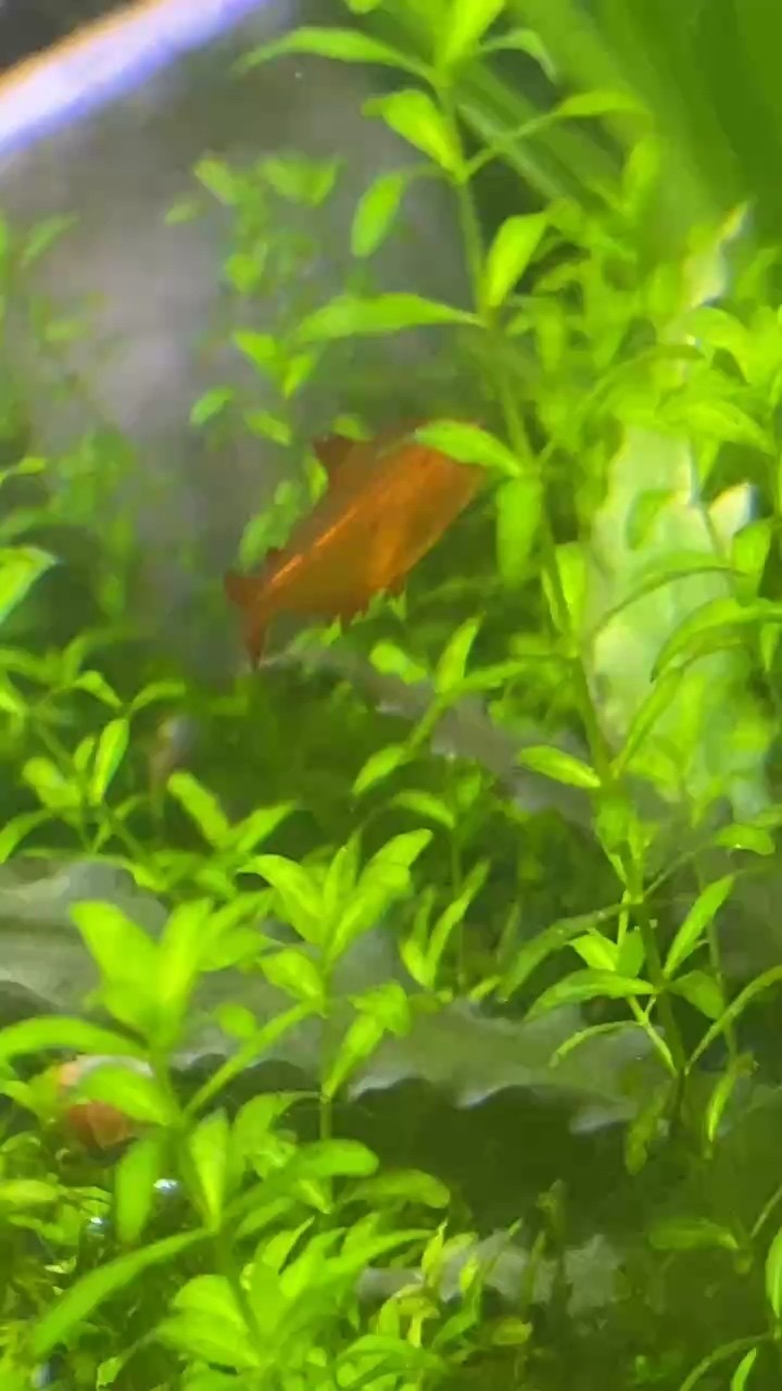 可憐的小魚 可憐的小魚 龍魚論壇