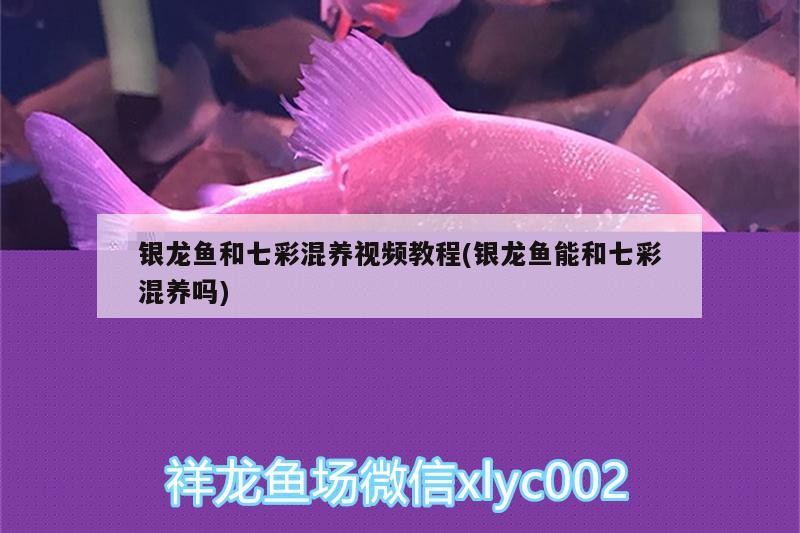 銀龍魚和七彩混養視頻教程(銀龍魚能和七彩混養嗎)