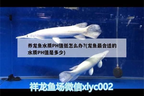龍魚水質ph跌酸到5.0怎么辦呢vs祥龍魚場：祥龍魚水質管理常見問題ph值異常對龍魚的影響