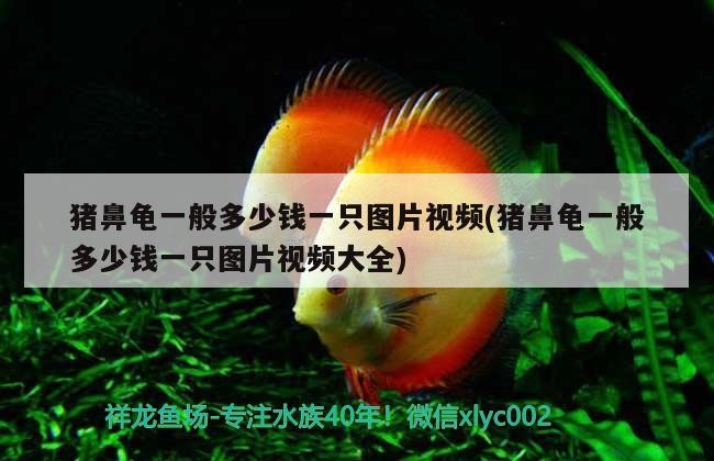 豬鼻龜一般多少錢(qián)一只圖片視頻(豬鼻龜一般多少錢(qián)一只圖片視頻大全)