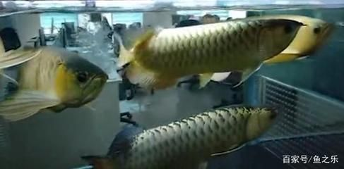 金老虎魚與七彩神仙魚混養(yǎng)注意事項(xiàng)，混養(yǎng)魚缸水質(zhì)監(jiān)測(cè)技巧，金老虎魚領(lǐng)地性行為表現(xiàn)