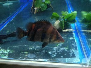 金老虎魚與七彩神仙魚混養(yǎng)注意事項(xiàng)，混養(yǎng)魚缸水質(zhì)監(jiān)測(cè)技巧，金老虎魚領(lǐng)地性行為表現(xiàn)