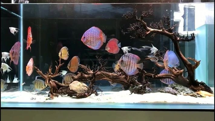 金老虎魚與七彩神仙魚混養(yǎng)注意事項(xiàng)，混養(yǎng)魚缸水質(zhì)監(jiān)測(cè)技巧，金老虎魚領(lǐng)地性行為表現(xiàn)