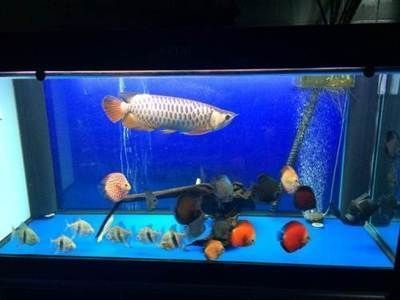 金老虎魚與七彩神仙魚混養(yǎng)注意事項(xiàng)，混養(yǎng)魚缸水質(zhì)監(jiān)測(cè)技巧，金老虎魚領(lǐng)地性行為表現(xiàn)