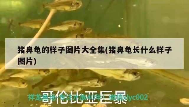 豬鼻龜招財(cái)嗎圖片：豬鼻龜在文化上被認(rèn)為能夠帶來財(cái)運(yùn)和吉祥物轉(zhuǎn)運(yùn)旺財(cái)