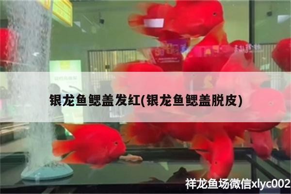 銀龍魚鰓蓋發紅(銀龍魚鰓蓋脫皮)