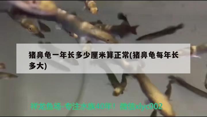 豬鼻龜一年長多少厘米算正常(豬鼻龜每年長多大)